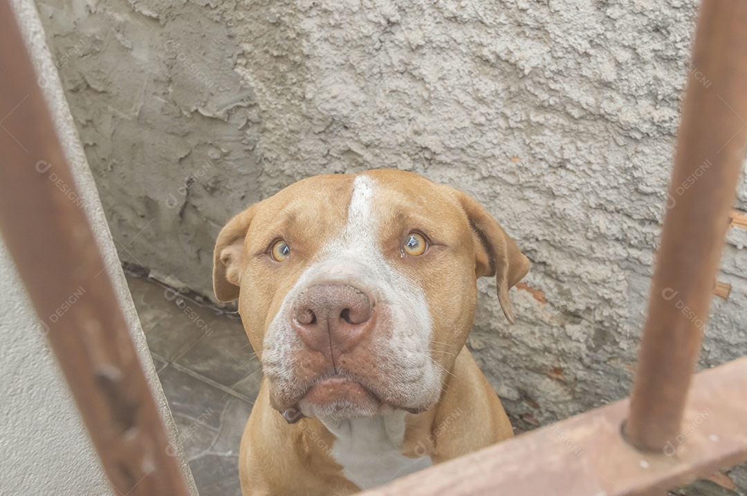 Pitbull fêmea bege laranja atrás de uma grade de metal, luz natural