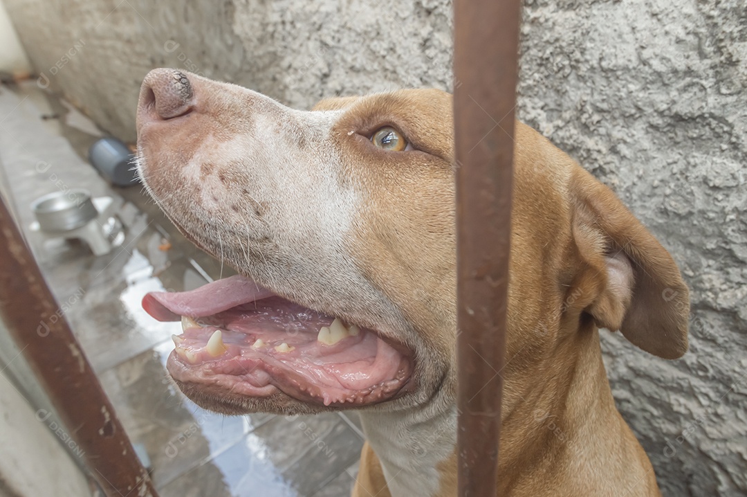 Pitbull fêmea bege laranja atrás de uma grade de metal, luz natural