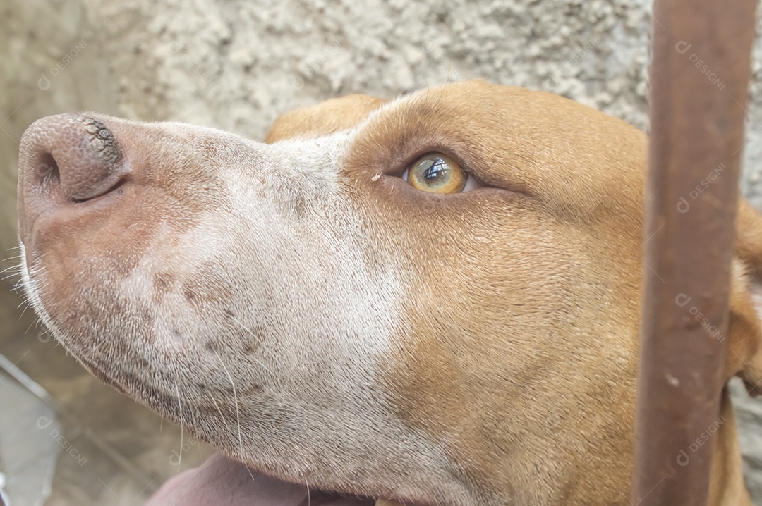 Pitbull fêmea bege laranja atrás de uma grade de metal, luz natural