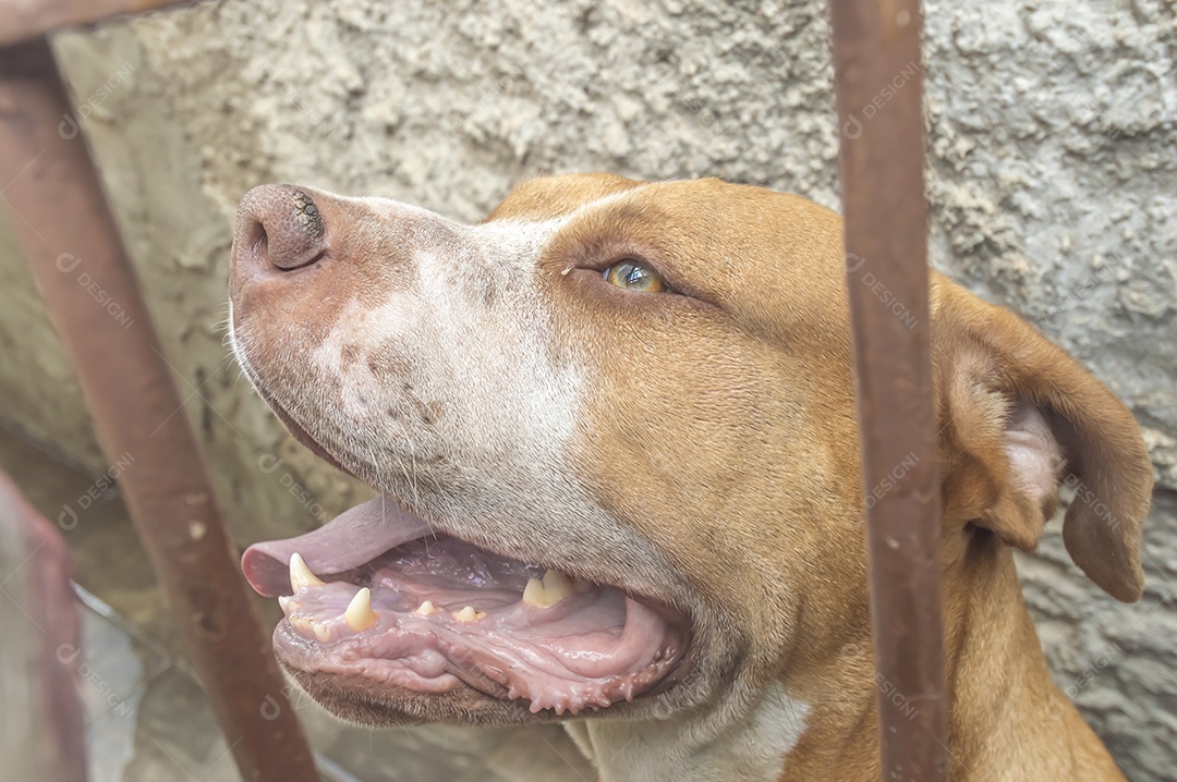 Pitbull fêmea bege laranja atrás de uma grade de metal, luz natural