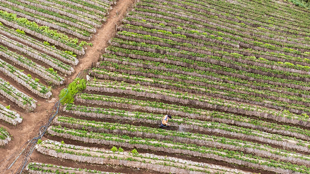 Paisagem do jardim de morango com nascer do sol em Doi Ang Khang