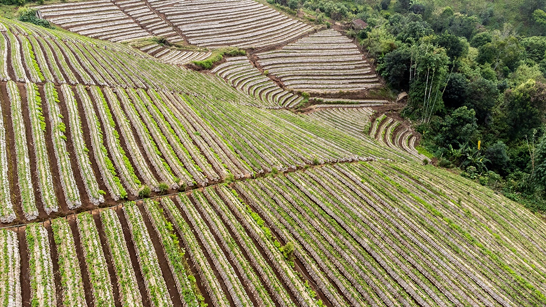 Paisagem do jardim de morango com nascer do sol em Doi Ang Khang, Chiang Mai, Tailândia.