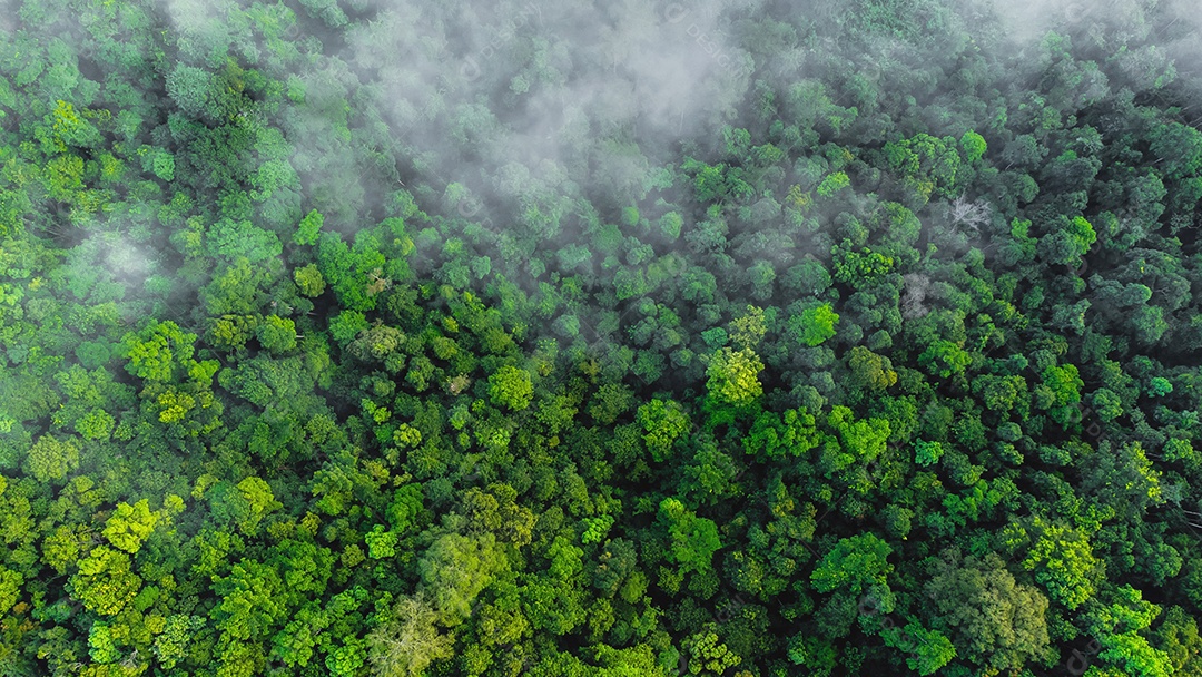 Vista aérea da floresta verde paisagem