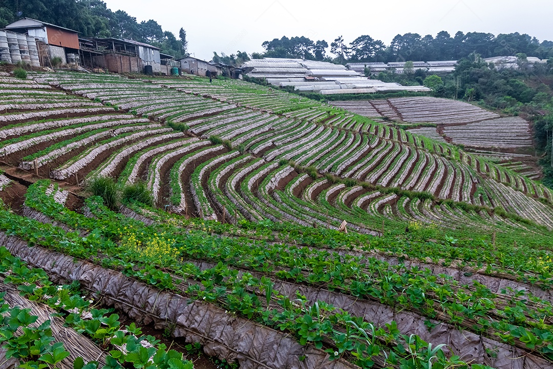 Paisagem do jardim de morango com nascer do sol em Doi Ang Khang, Chiang Mai, Tailândia.