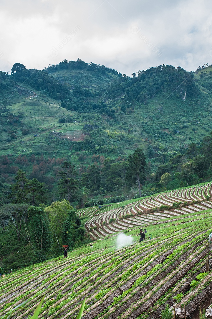 Paisagem do jardim de morango com nascer do sol em Doi Ang Khang, Chiang Mai, Tailândia.