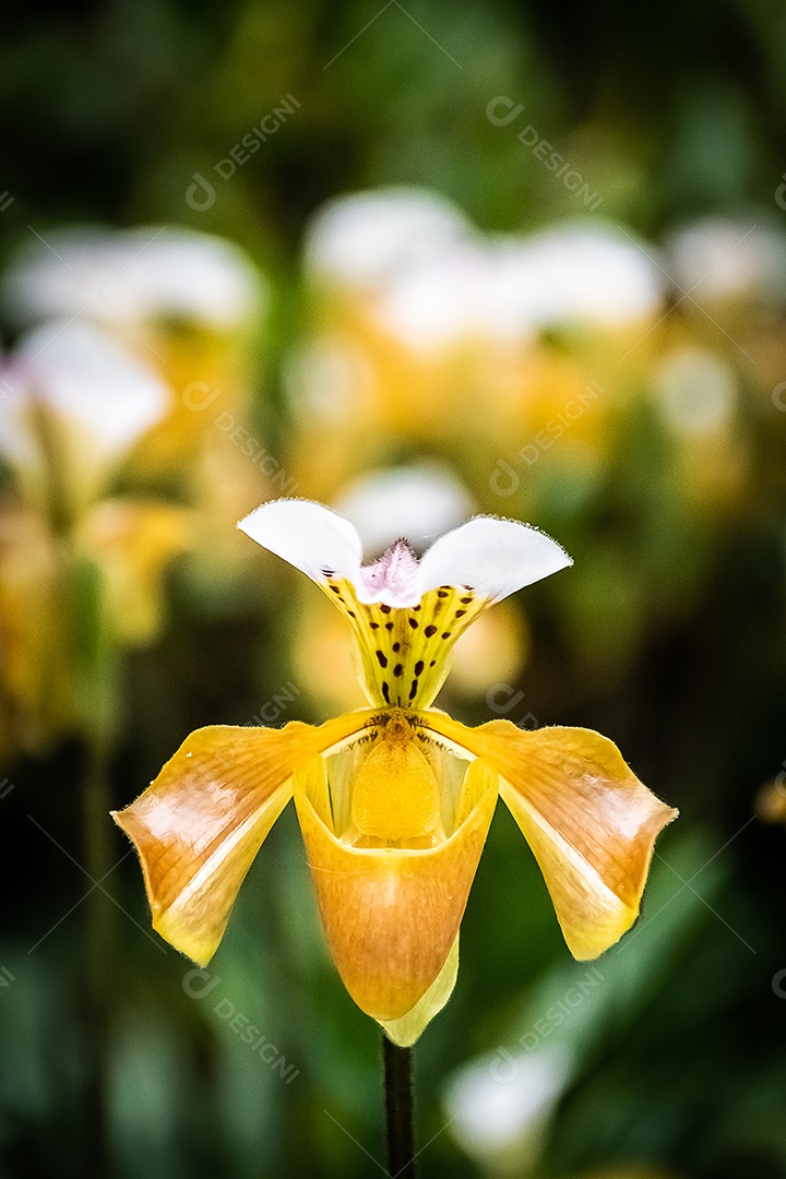 Orquídea de perto Lindas orquídeas no jardim