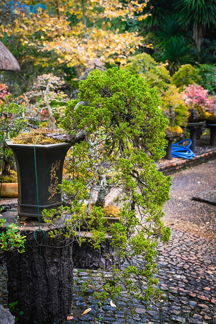 Jardim Bonsai Tailândia Lindas pequenas árvores