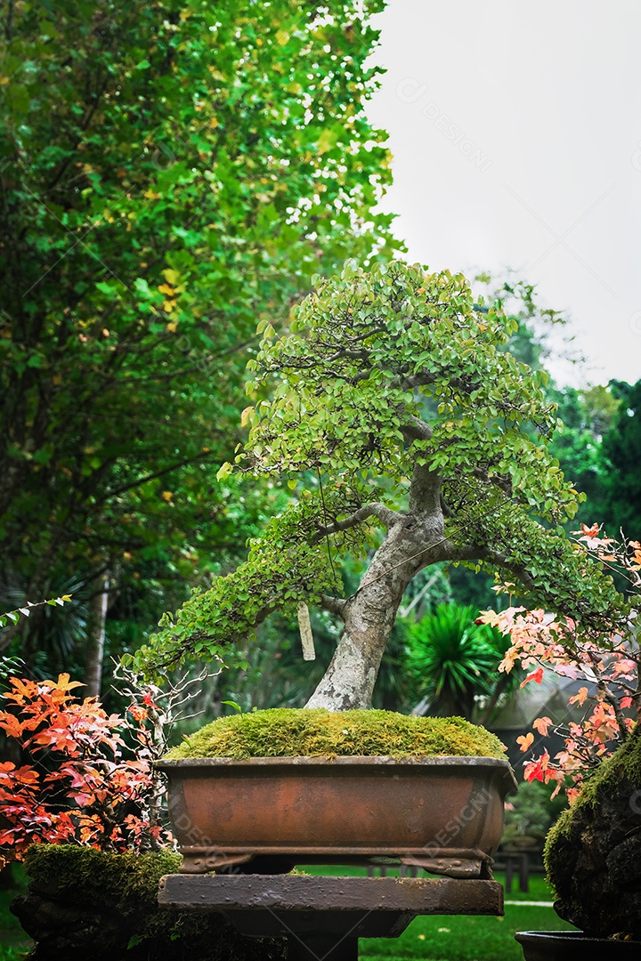 Jardim Bonsai Tailândia Lindas pequenas árvores