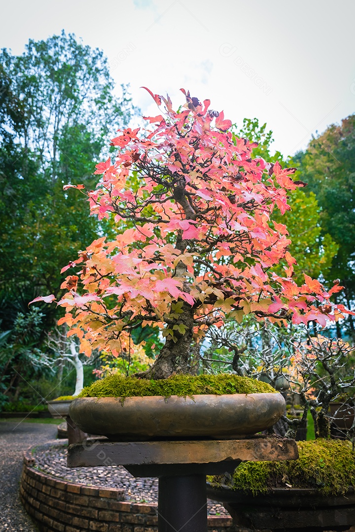 Jardim Bonsai Tailândia Lindas pequenas árvores