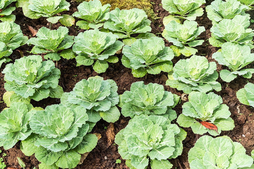 Repolho no campo em uma fazenda ou estufa