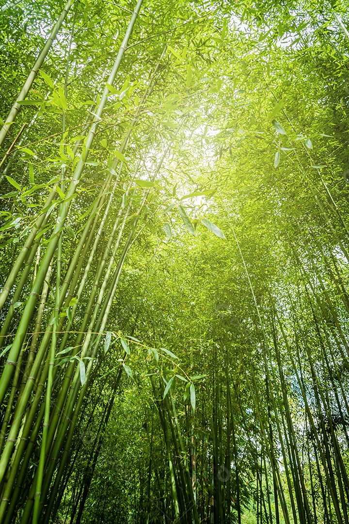 floresta de bambu em Chiang Mai Tailândia