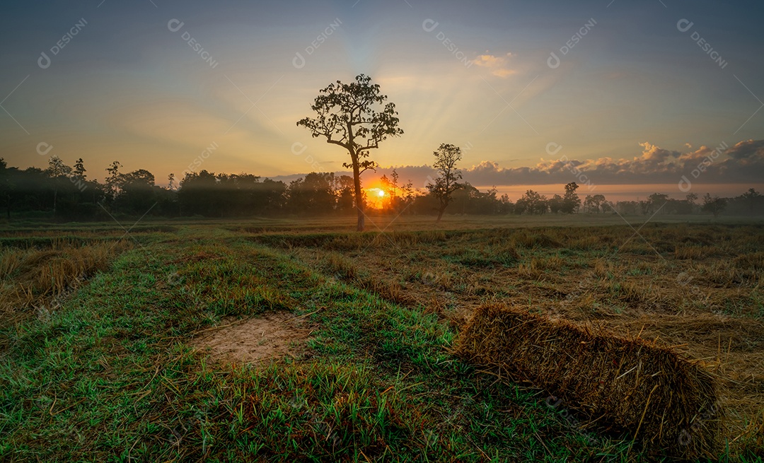 Paisagem do campo agrícola de arroz colhido pela manhã com beleza