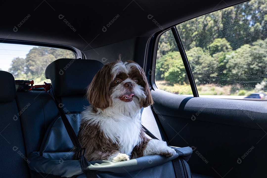 Shih tzu de 1 ano viajando de carro no assento de segurança em um dia ensolarado