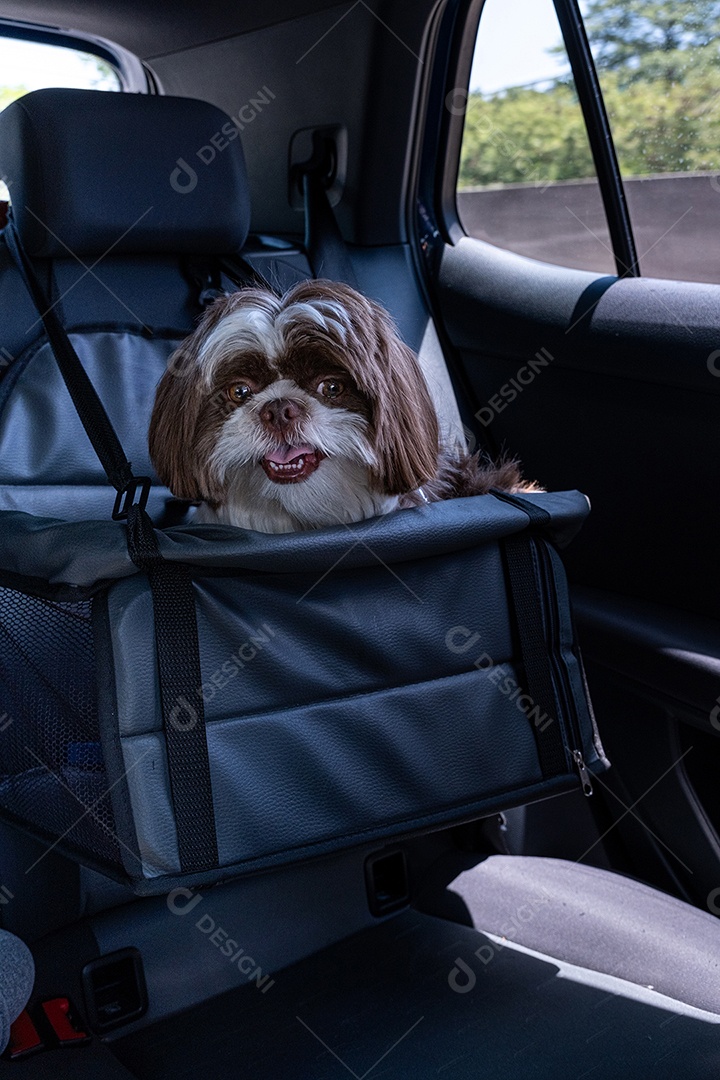 Shih tzu de 1 ano viajando de carro no assento de segurança em um dia ensolarado