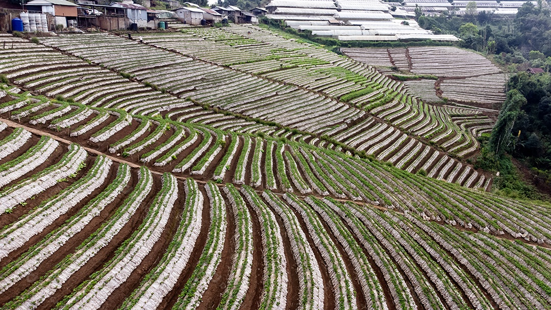 Paisagem do jardim de morango com nascer do sol em Doi Ang Khang