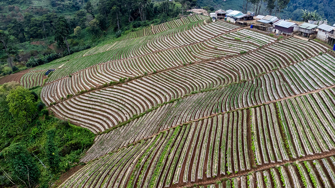 Paisagem do jardim de morango com nascer do sol em Doi Ang Khang