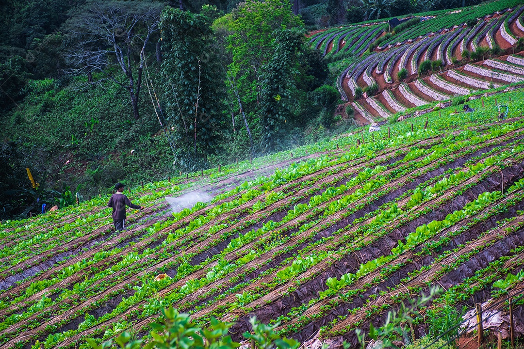 Paisagem do jardim de morango com nascer do sol em Doi Ang Khang