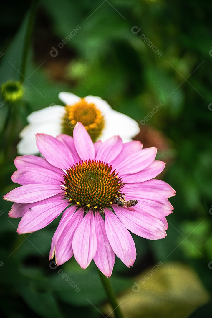 Linda flor desabrochando Echinacea purpurea flor de perto