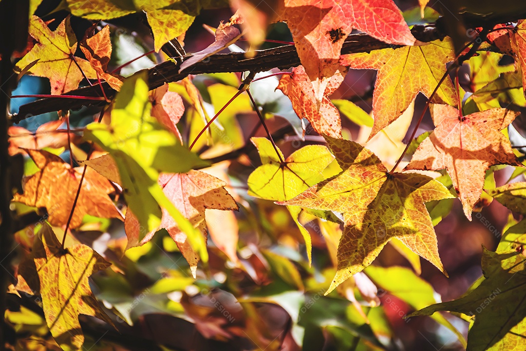 Folhas de bordo coloridas Linda paisagem de outono