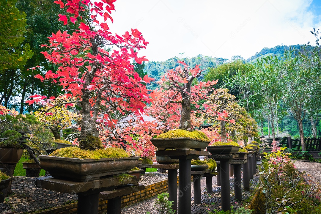 Jardim Bonsai Tailândia Belas pequenas árvores