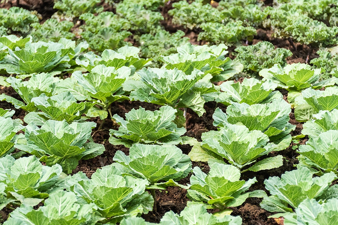 Repolho no campo em uma fazenda ou estufa
