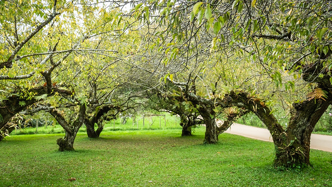 ameixeira na montanha doi angkhang, Chiangmai Tailândia