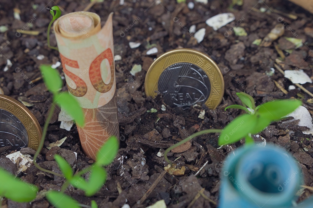 Dinheiro brasileiro enterrado em um vaso com mudas.