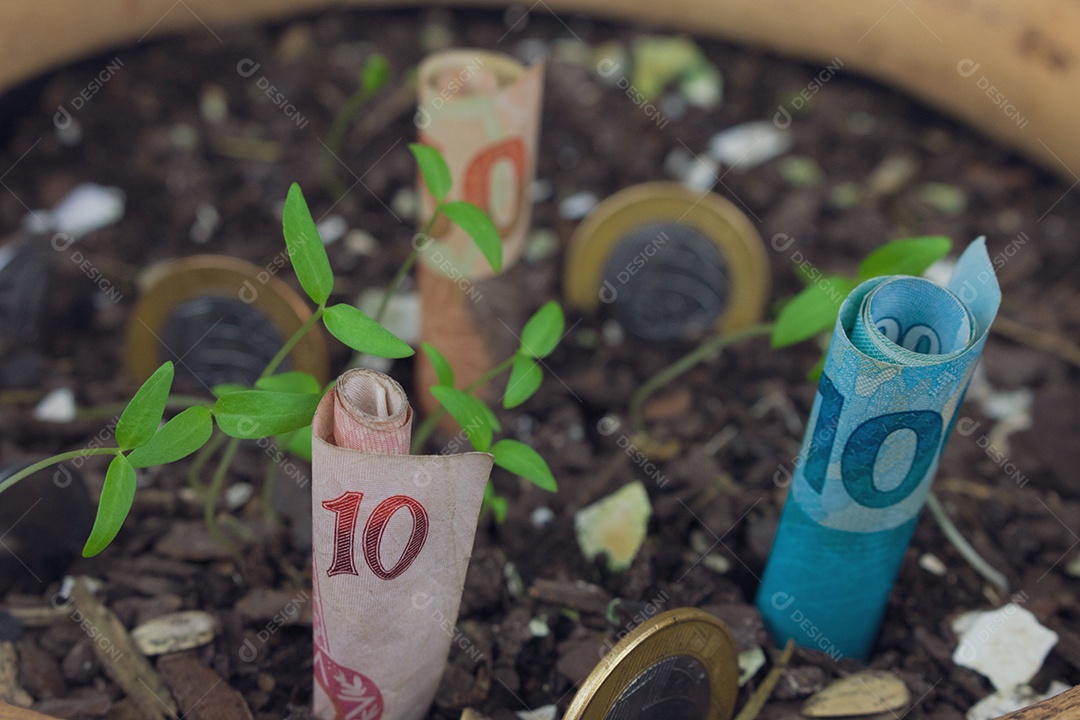 Dinheiro brasileiro enterrado em um vaso com mudas.