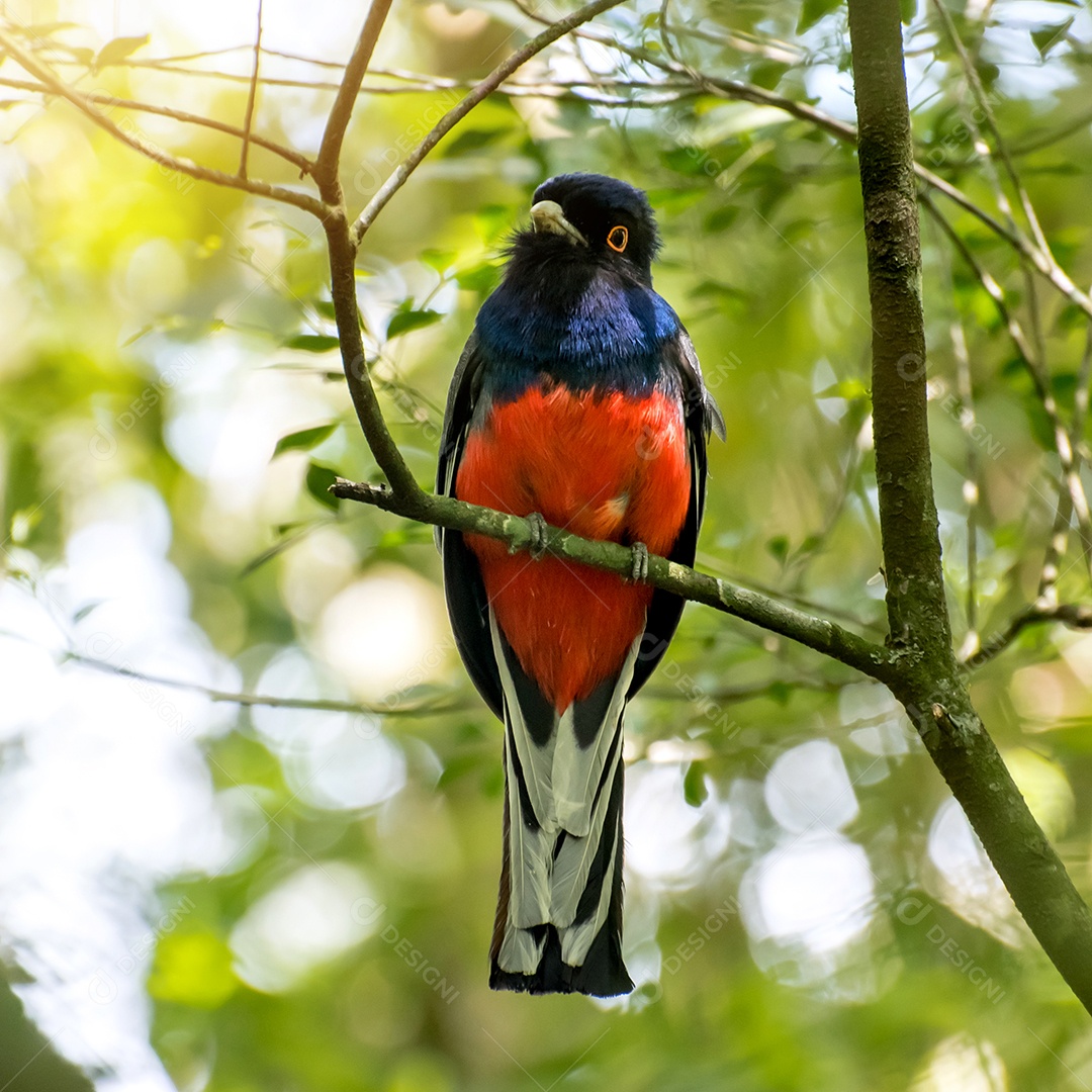 Belo pássaro Surucua Trogon Trogon surrucura na floresta