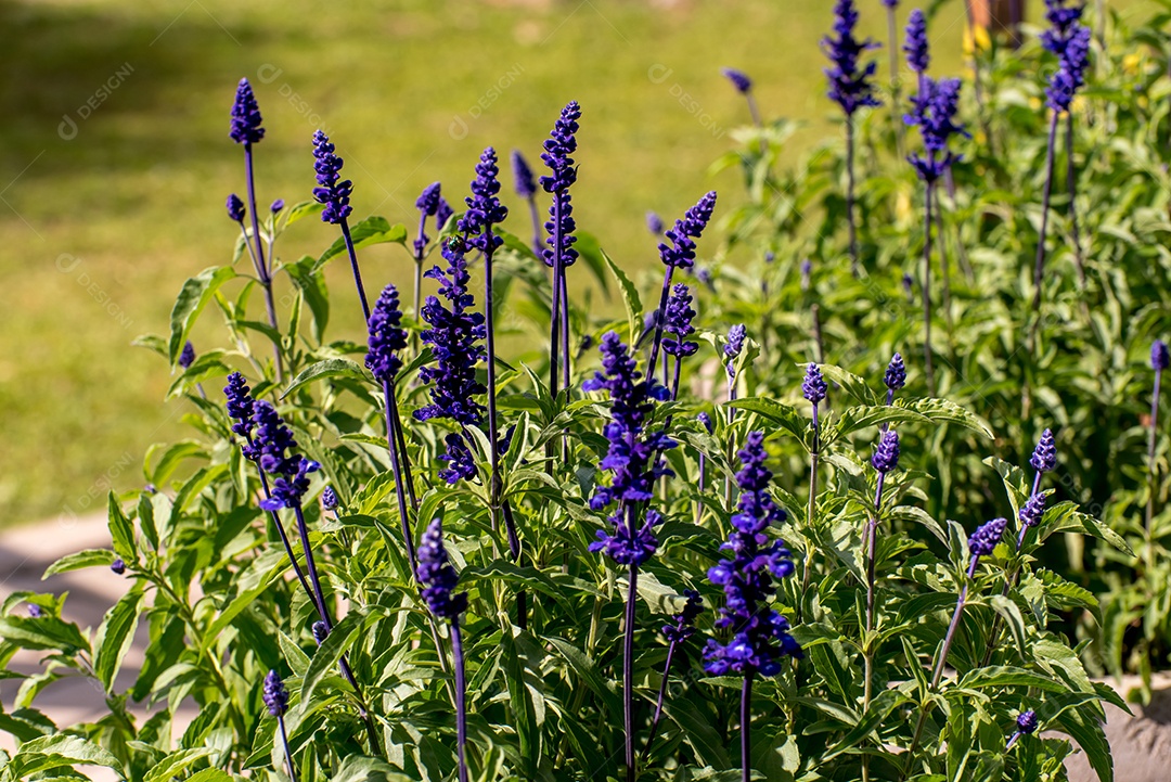 Lindas flores roxas, Salvia farinacea, a sálvia mealycup
