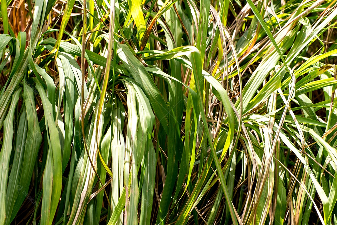 Planta capim citronela  Cymbopogon winterianus e Cymbopogon