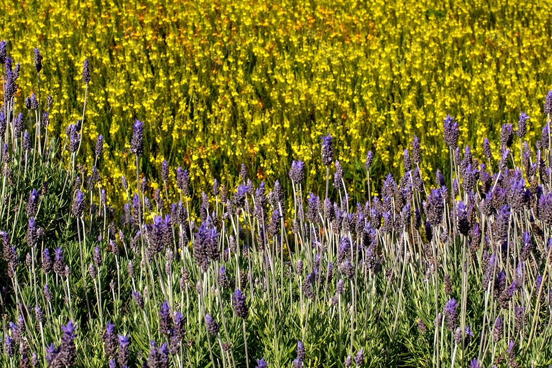 Fundo roxo e amarelo da textura da planta, Lavandula