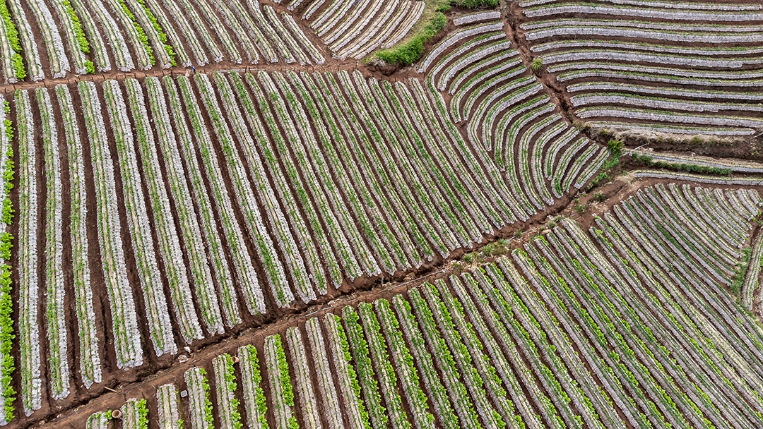 Paisagem do jardim de morango com nascer do sol em Doi Ang Khang, Chiang Mai, Tailândia.