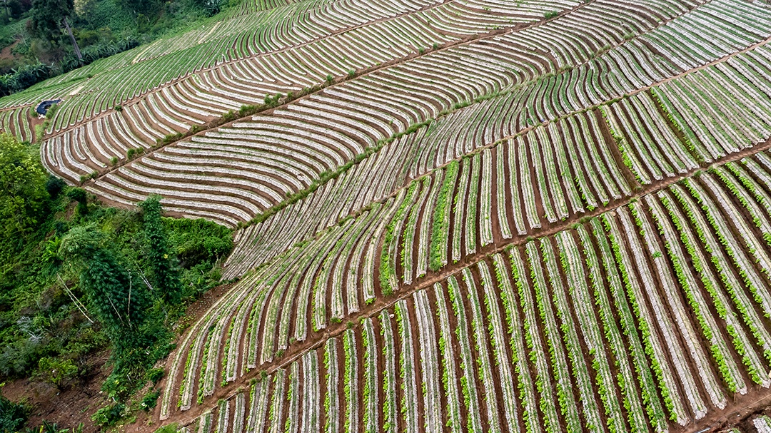 Paisagem do jardim de morango com nascer do sol em Doi Ang Khang, Chiang Mai, Tailândia.