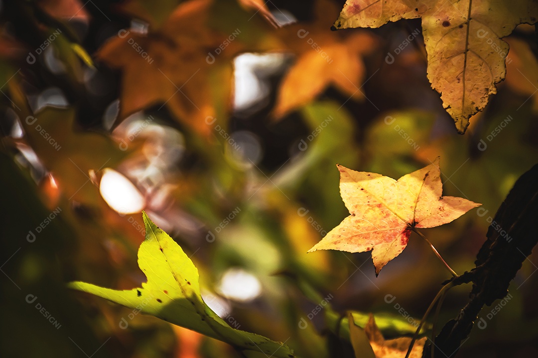 Folhas de bordo coloridas Linda paisagem de outono