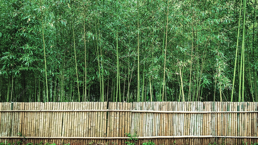 floresta de bambu em Chiang Mai Tailândia