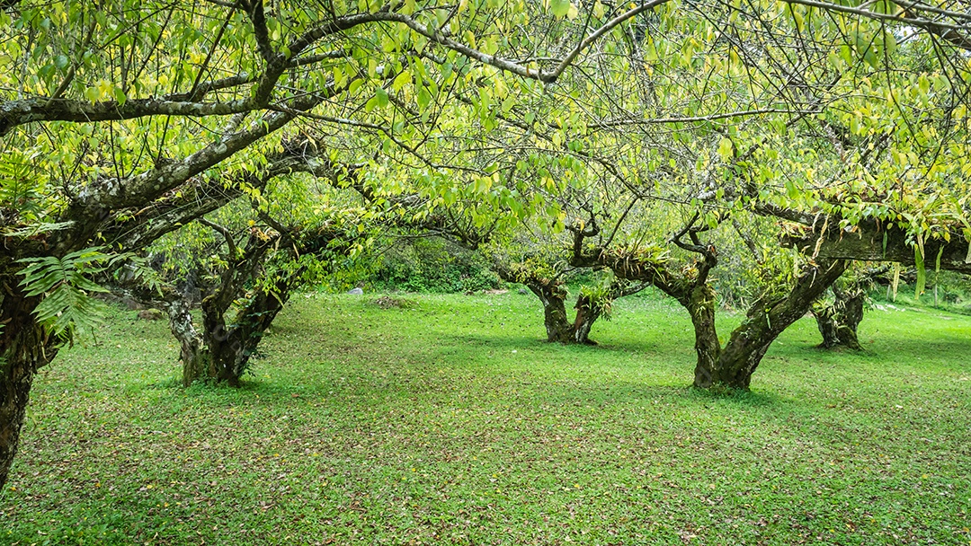 ameixeira na montanha doi angkhang, Chiangmai Tailândia