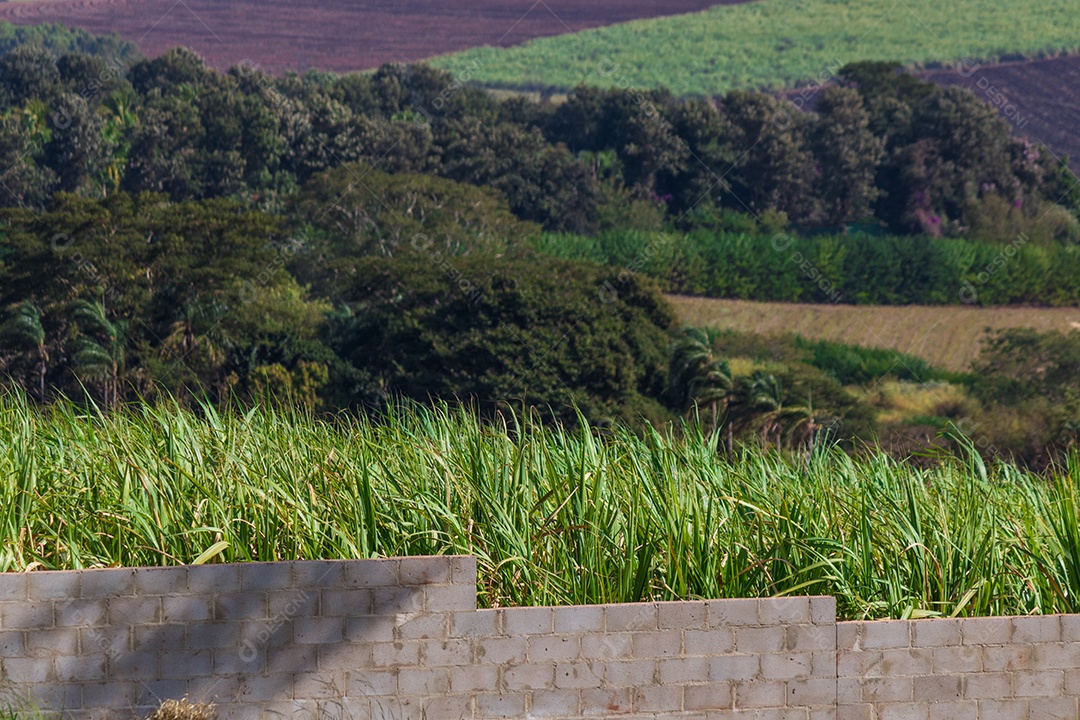 Plantação de cana-de-açúcar e muro de concreto. Imagem do conceito de êxodo urbano.