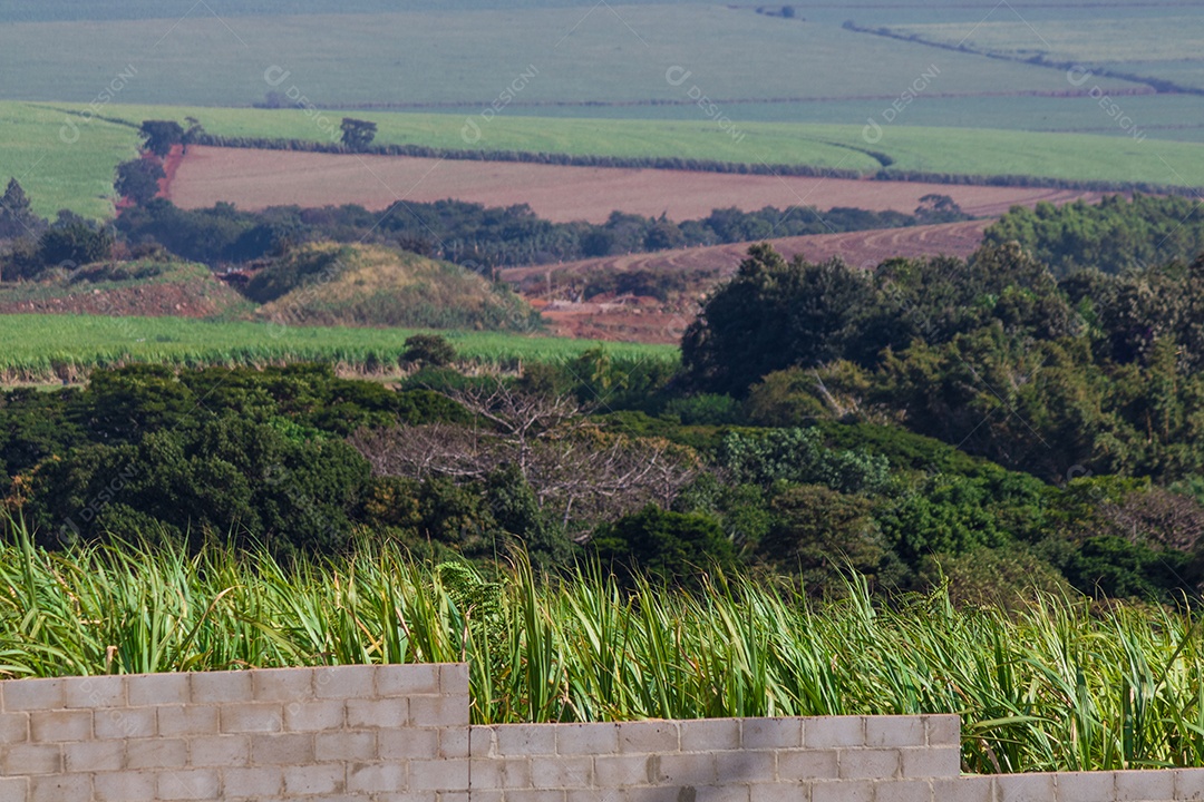 Plantação de cana-de-açúcar e muro de concreto. Imagem do conceito de êxodo urbano.