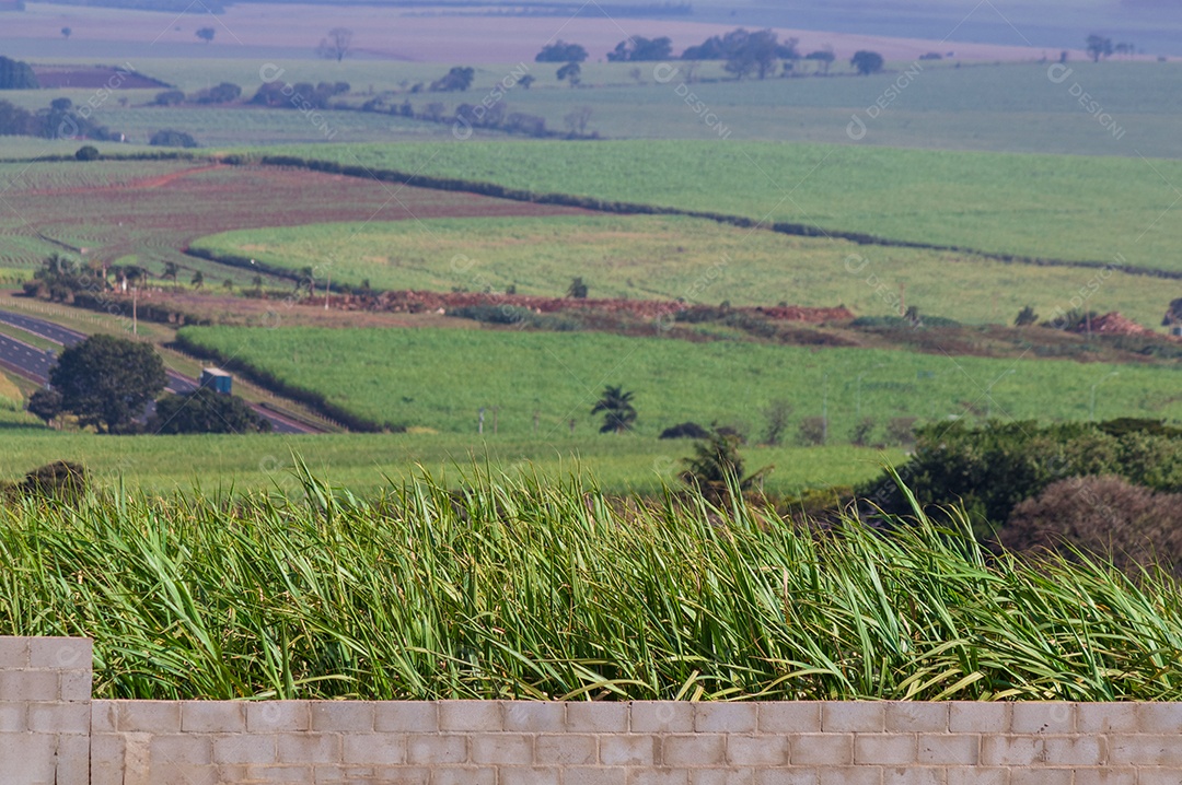 Plantação de cana-de-açúcar e muro de concreto. Imagem do conceito de êxodo urbano.