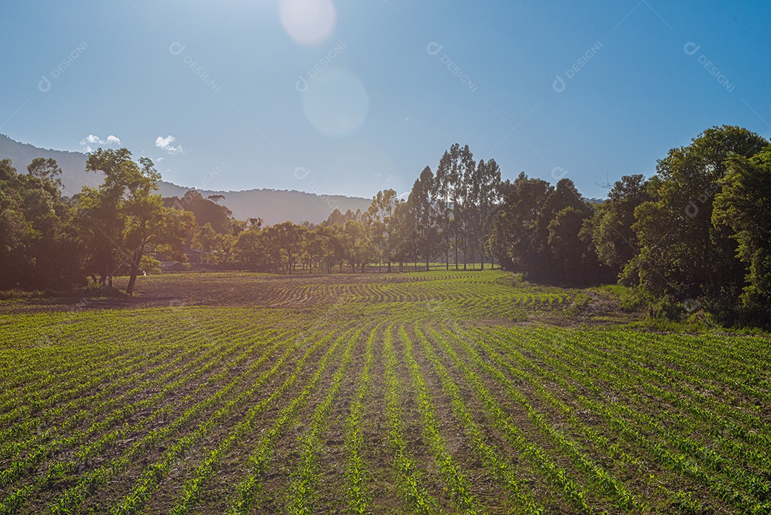 Plantação agrícola e paisagem de araucárias em Santa Catarina.