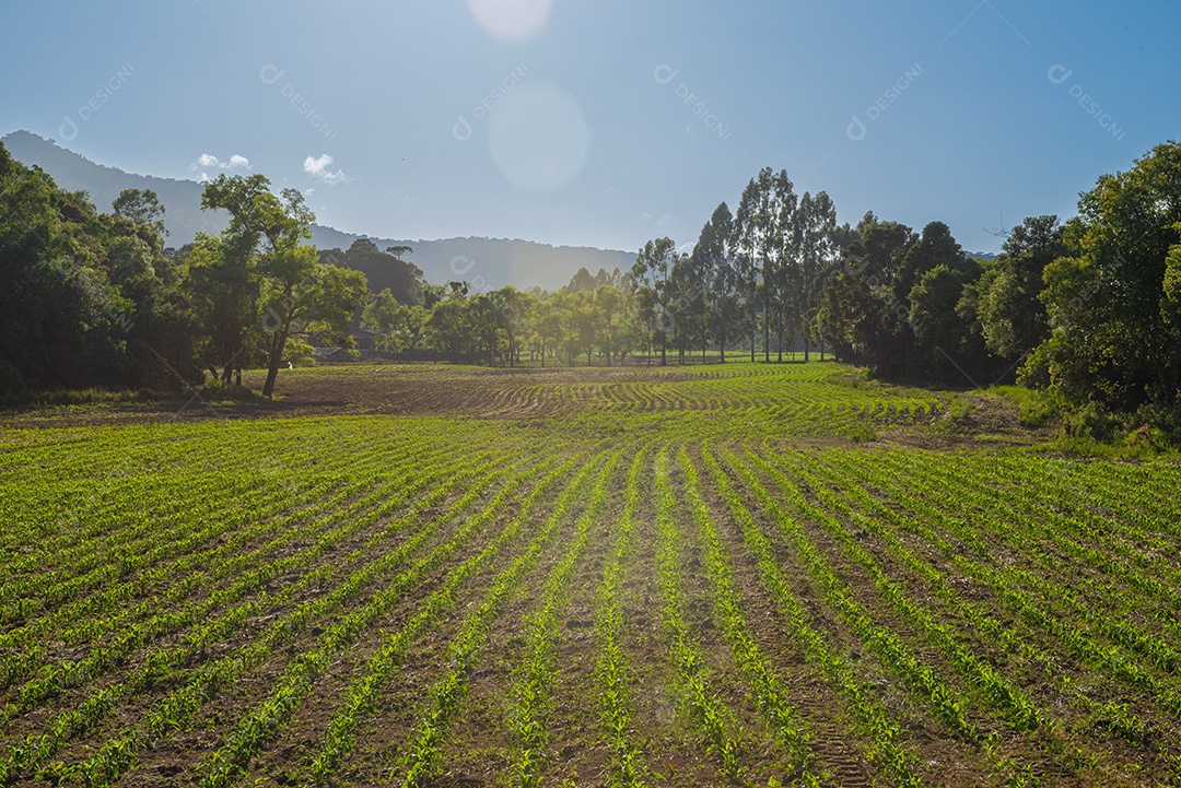 Plantação agrícola e paisagem de araucárias em Santa Catarina.