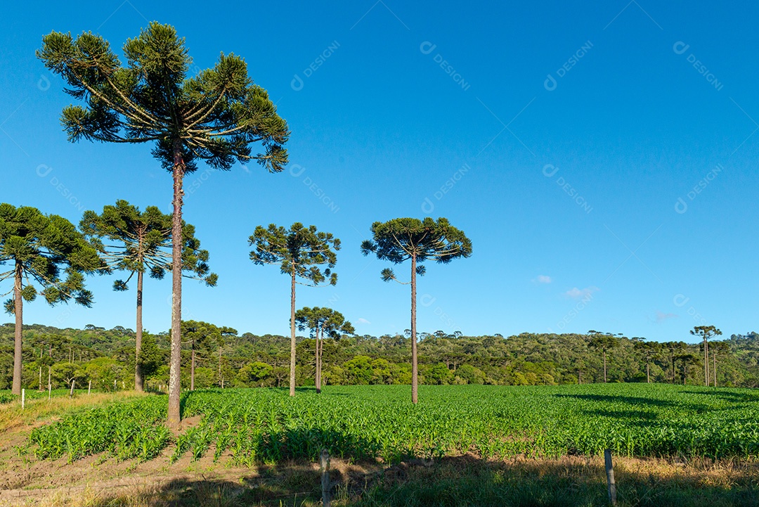 Plantação agrícola e paisagem de araucárias em Santa Catarina.