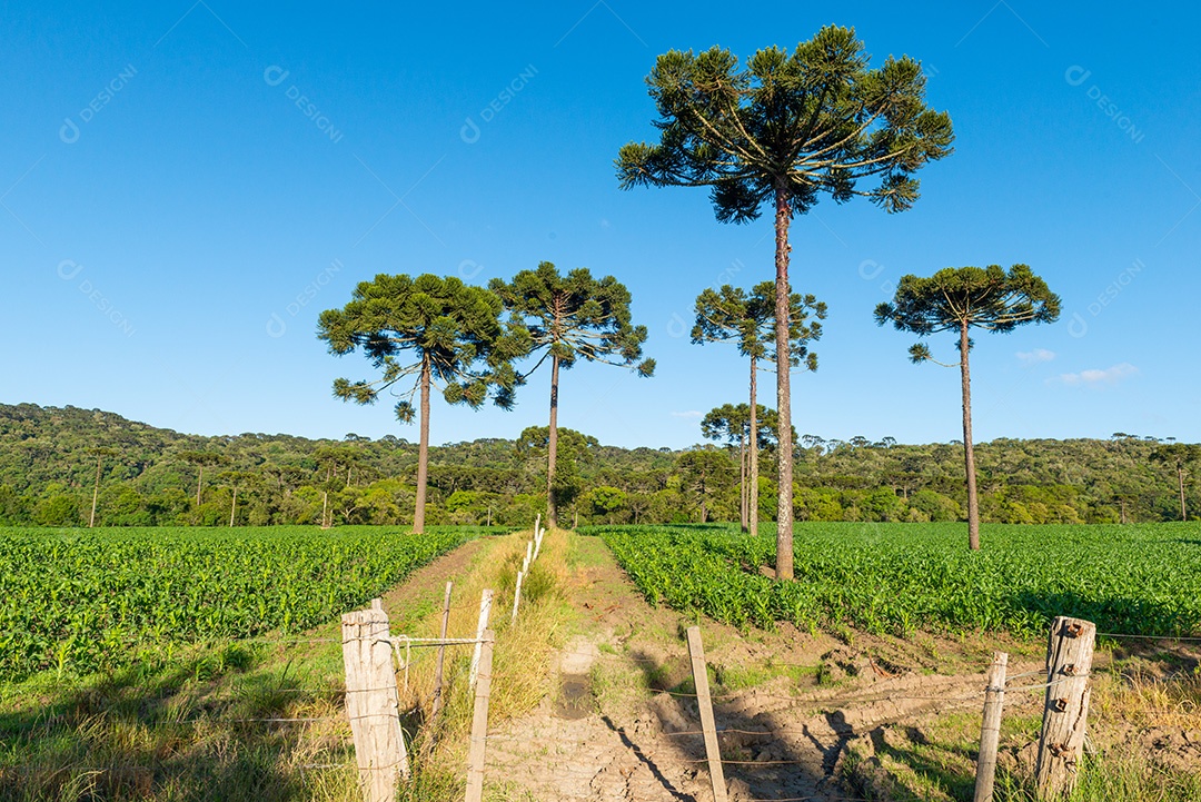 Plantação agrícola e paisagem de araucárias em Santa Catarina.