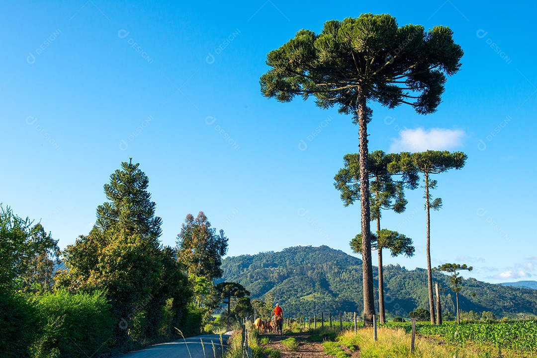 Cowboy levando o gado para o pasto. Vida rural.