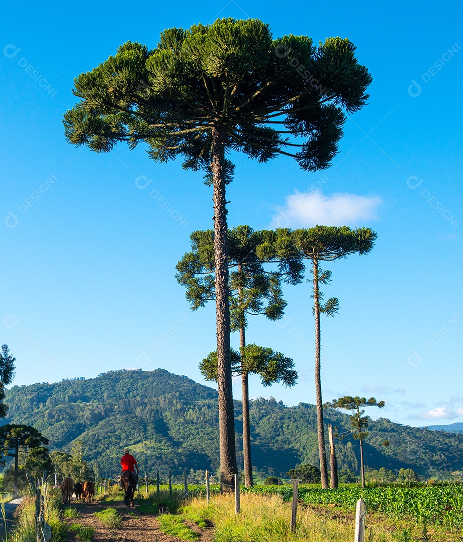Cowboy levando o gado para o pasto. Vida rural.