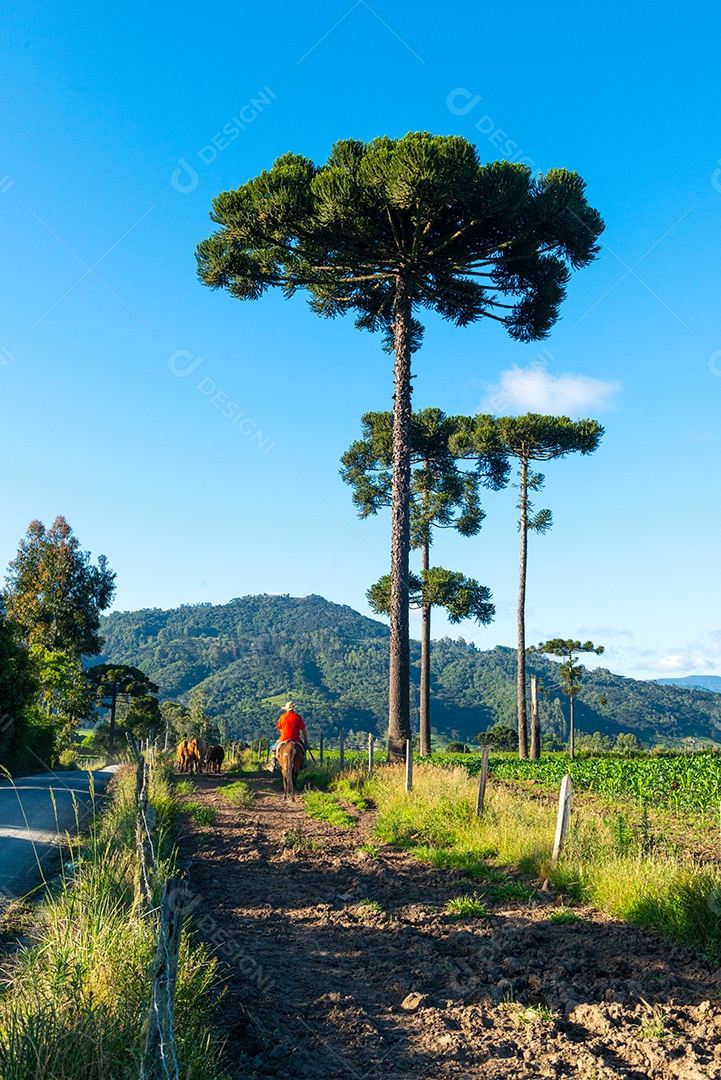 Cowboy levando o gado para o pasto. Vida rural.