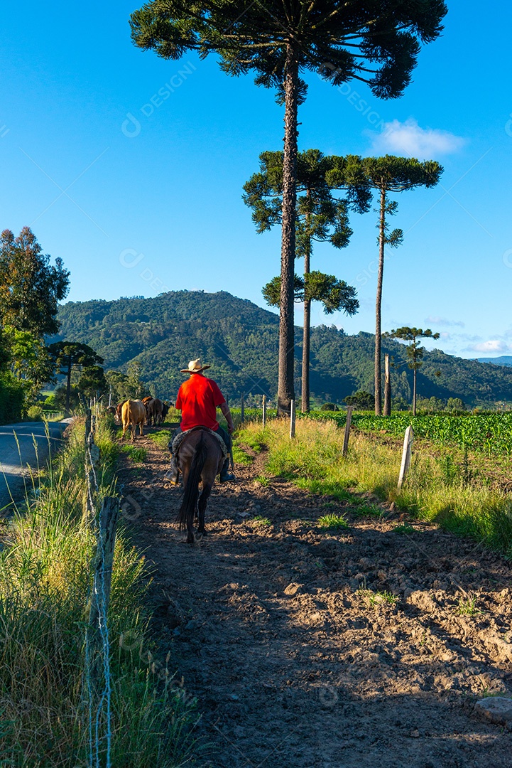 Cowboy levando o gado para o pasto. Vida rural.