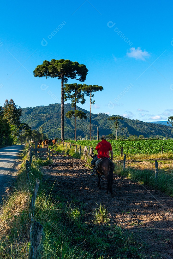 Cowboy levando o gado para o pasto. Vida rural.