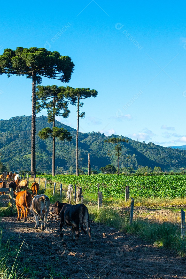 Cowboy levando o gado para o pasto. Vida rural.